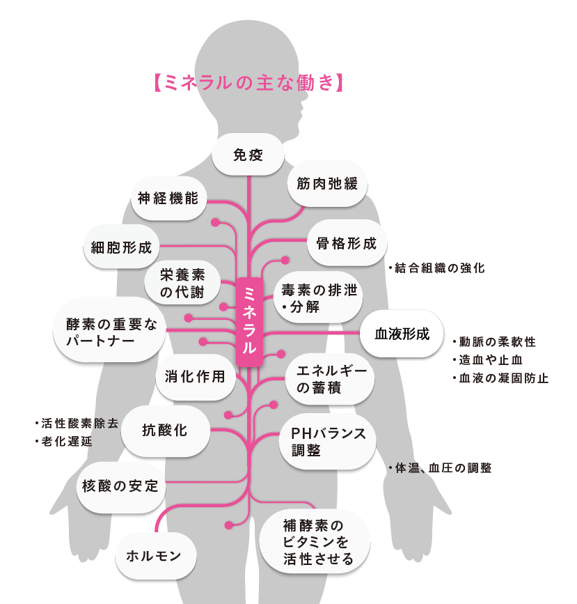 ミネラルの主な働き