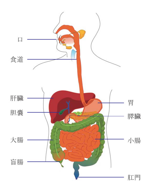 消化酵素の種類と消化器系の関係