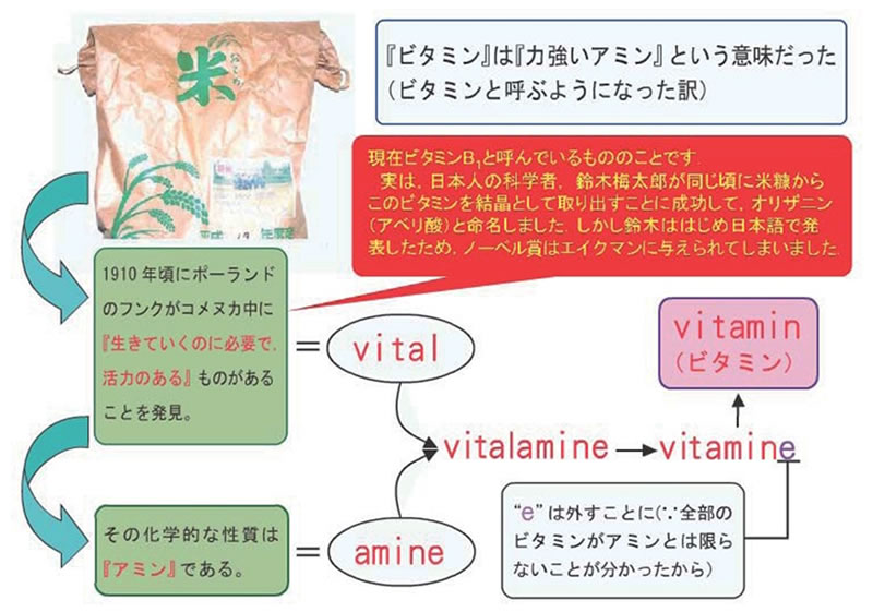 ビタミンは力強いアミンという意味だった