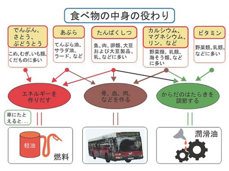 食べ物の中身の役割