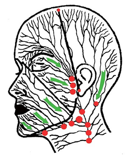 顔面のリンパの排出方向