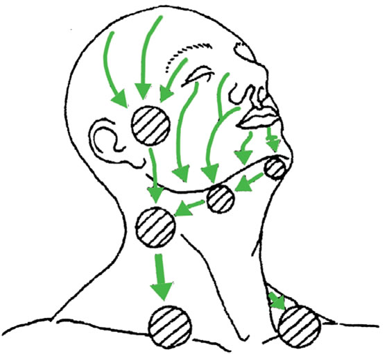 顔面から首のリンパの排出方向