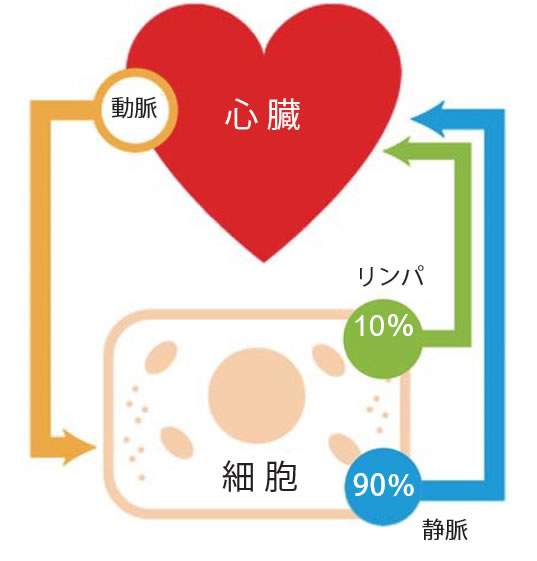 体内で循環する水分