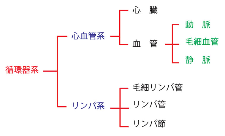 循環器系の種類