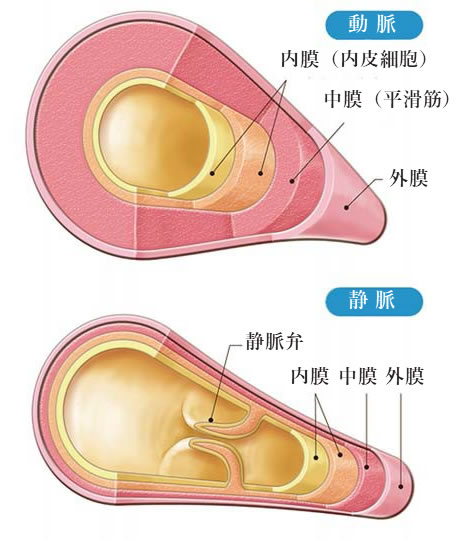 動脈と静脈の図