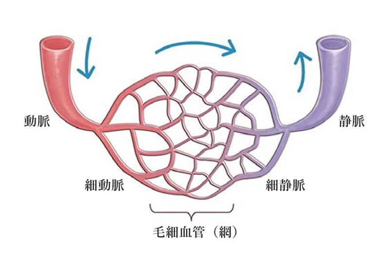 毛細血管