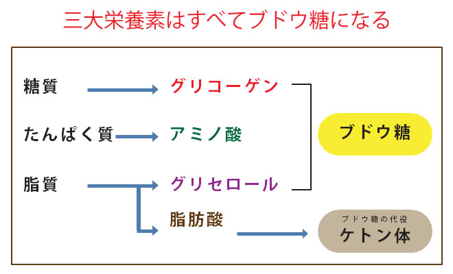 三大栄養素はすべてブドウ糖になる